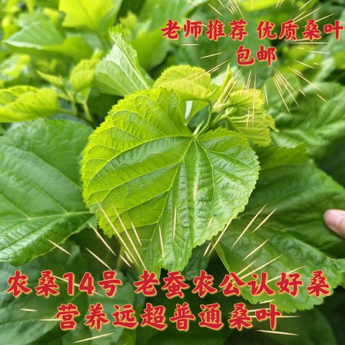 吃营养充足桑叶蚕宝长的好