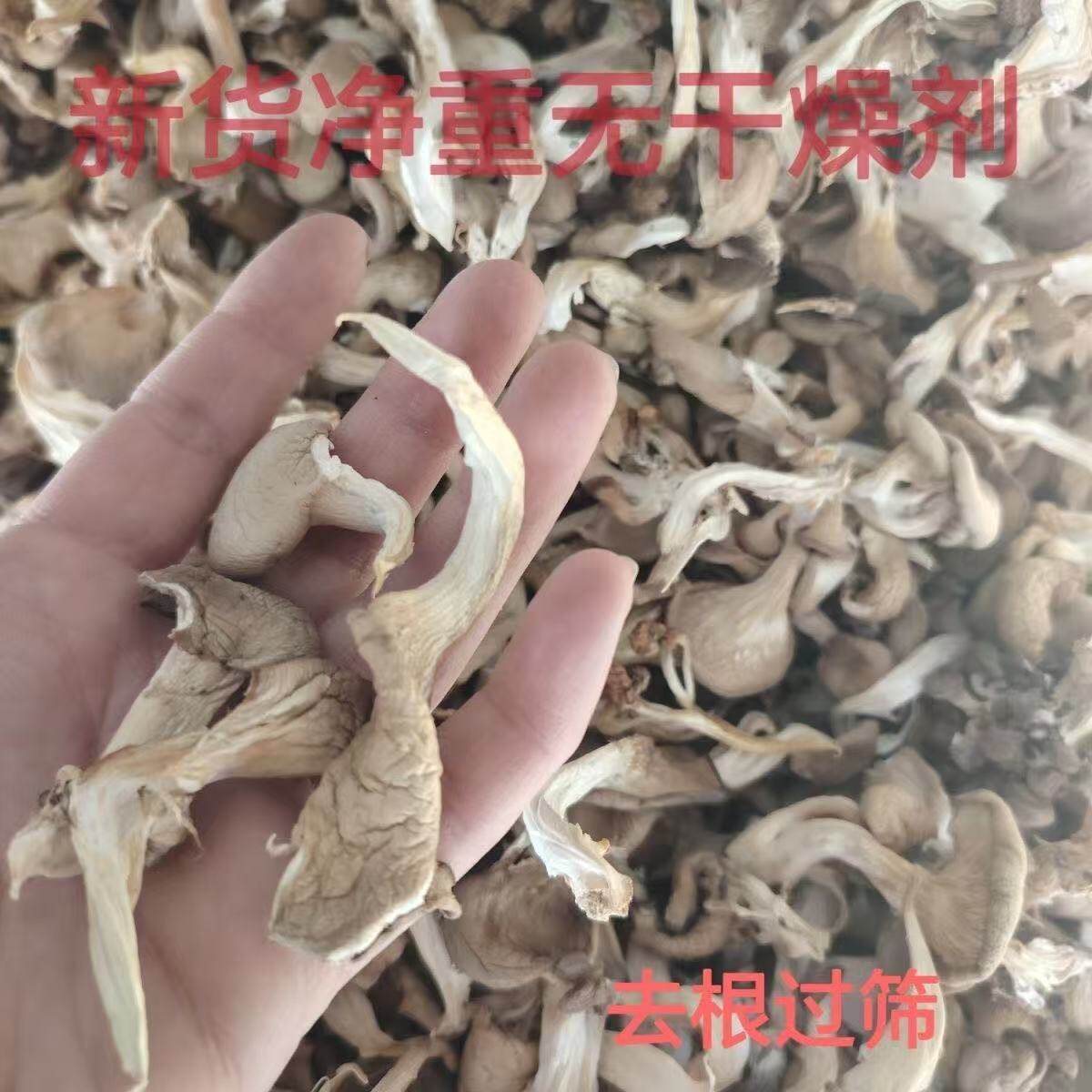 平菇新货人工菌新鲜干货真姬菇蘑菇农家凤尾菇特产净重煲汤食用菌