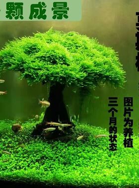 莫斯树鱼缸树真树沉木水草懒人造景无需底沙大蘑菇头鱼缸造景摆件