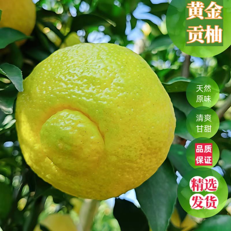 湖南怀化正宗黄金贡柚产地直发