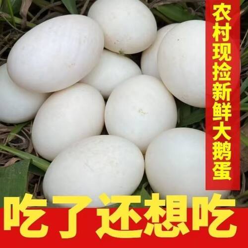 【破损包赔】12枚鹅蛋140-160克鹅蛋新鲜正宗农家散养现捡现发鲜