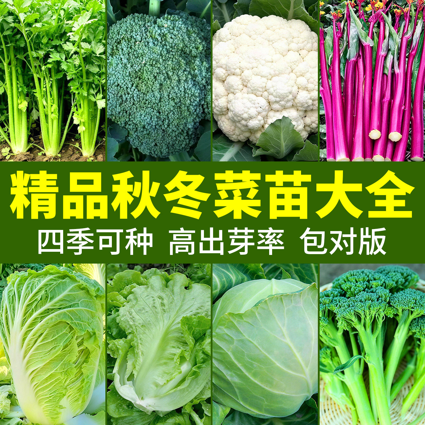 各种秋冬季蔬菜秧苗大全带土芹菜花菜包菜西兰花苔大白菜种植苗秧