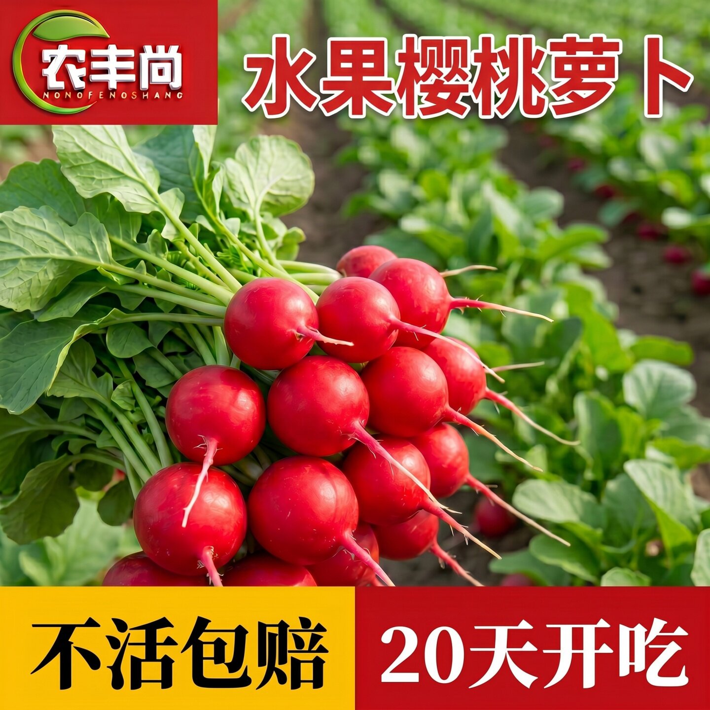 樱桃萝卜种子四季盆栽阳台高产水果萝卜种籽水果蔬菜种子秧苗大全