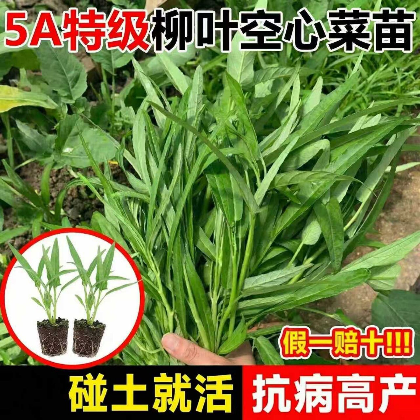 柳叶空心菜苗四季好养带根带土多茬大叶高产新鲜瓜果蔬菜种子秧苗