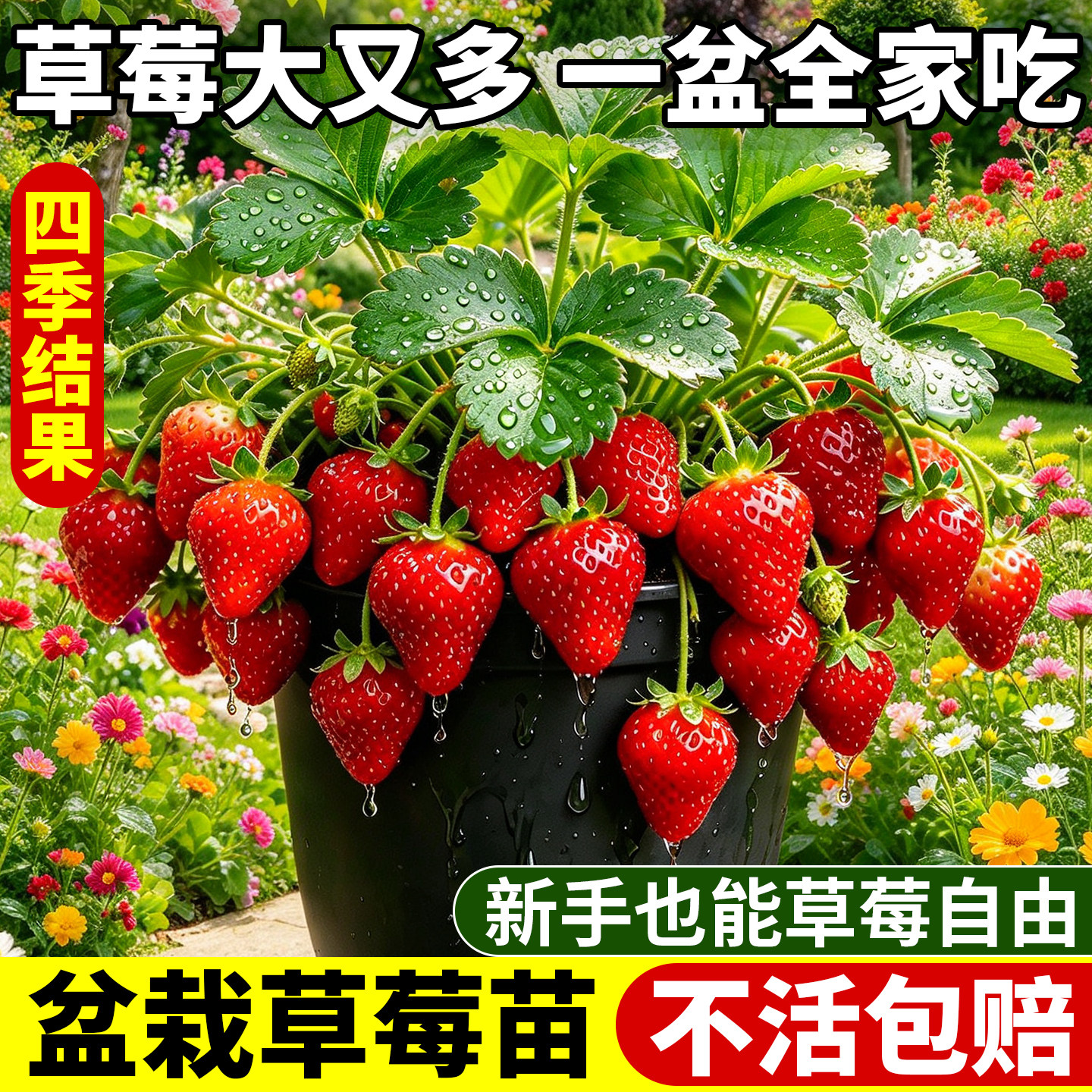 草莓苗秧苗四季盆栽食用奶油隋珠红颜白雪穴盘苗草莓果苗大全批发