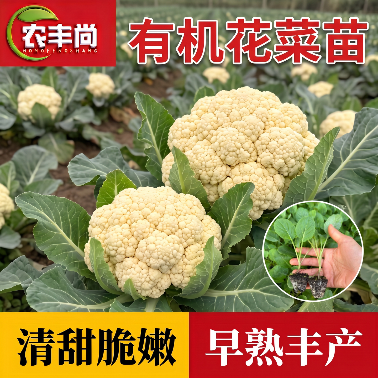 有机花菜苗带土庭院阳台四季种植图片