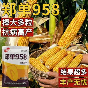 郑单958玉米种子老品种抗倒伏高产饲料玉米种籽早熟杂交大田种植
