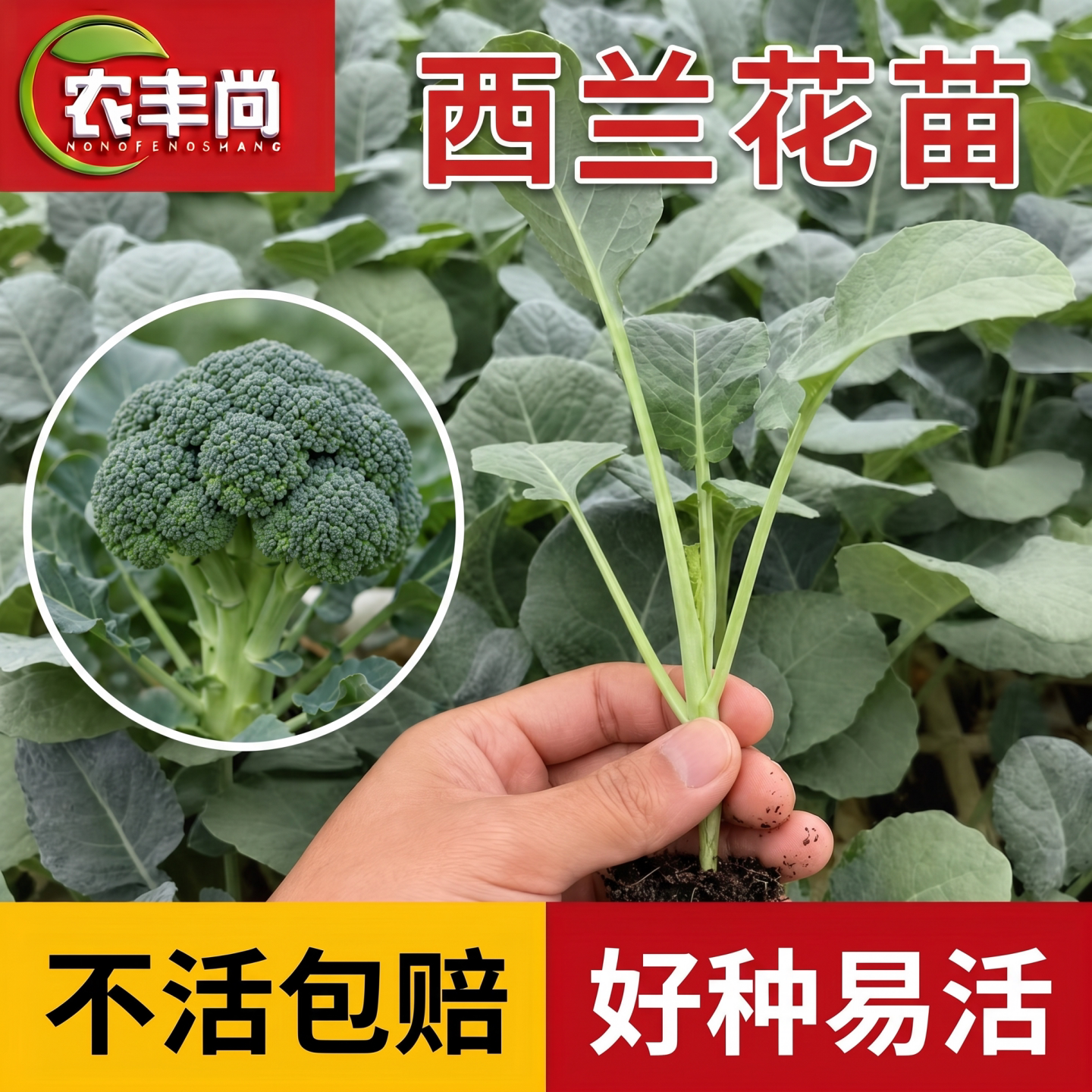 西蓝花苗秧有机青梗花菜秧苗图片