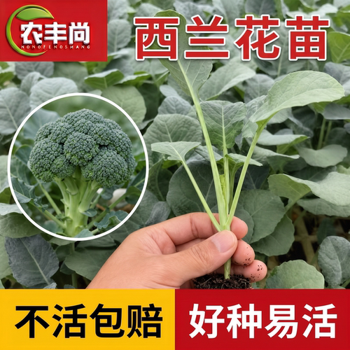 西蓝花苗秧有机青梗花菜秧苗