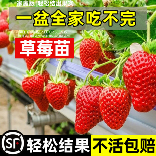奶油草莓苗盆栽带盆带土四季开花结果丹东粉玉天使阳台庭院种植苗
