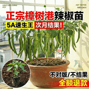 樟树港辣椒苗正宗湖南辣椒苗秧苗种籽孑小米椒朝天椒四季 蔬菜盆栽
