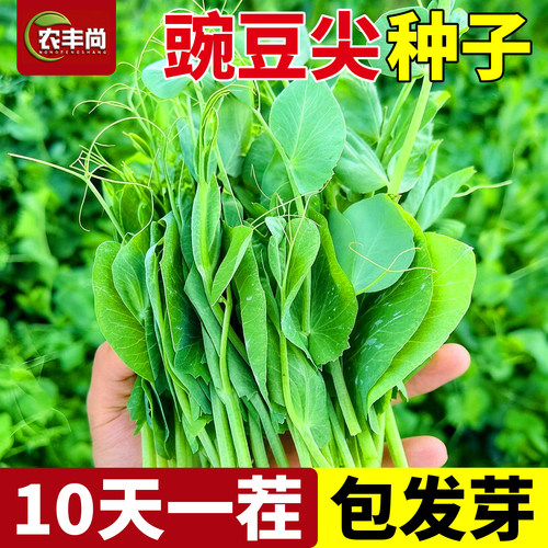 豌豆尖种子专吃豌豆苗四季甜豌豆