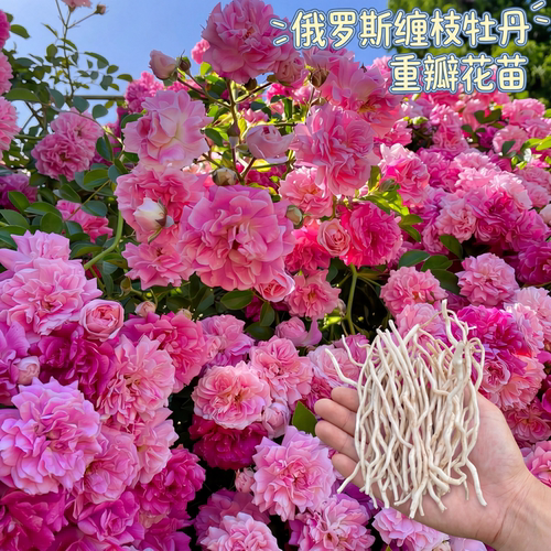 缠枝牡丹重瓣花根苗隔年春化老根