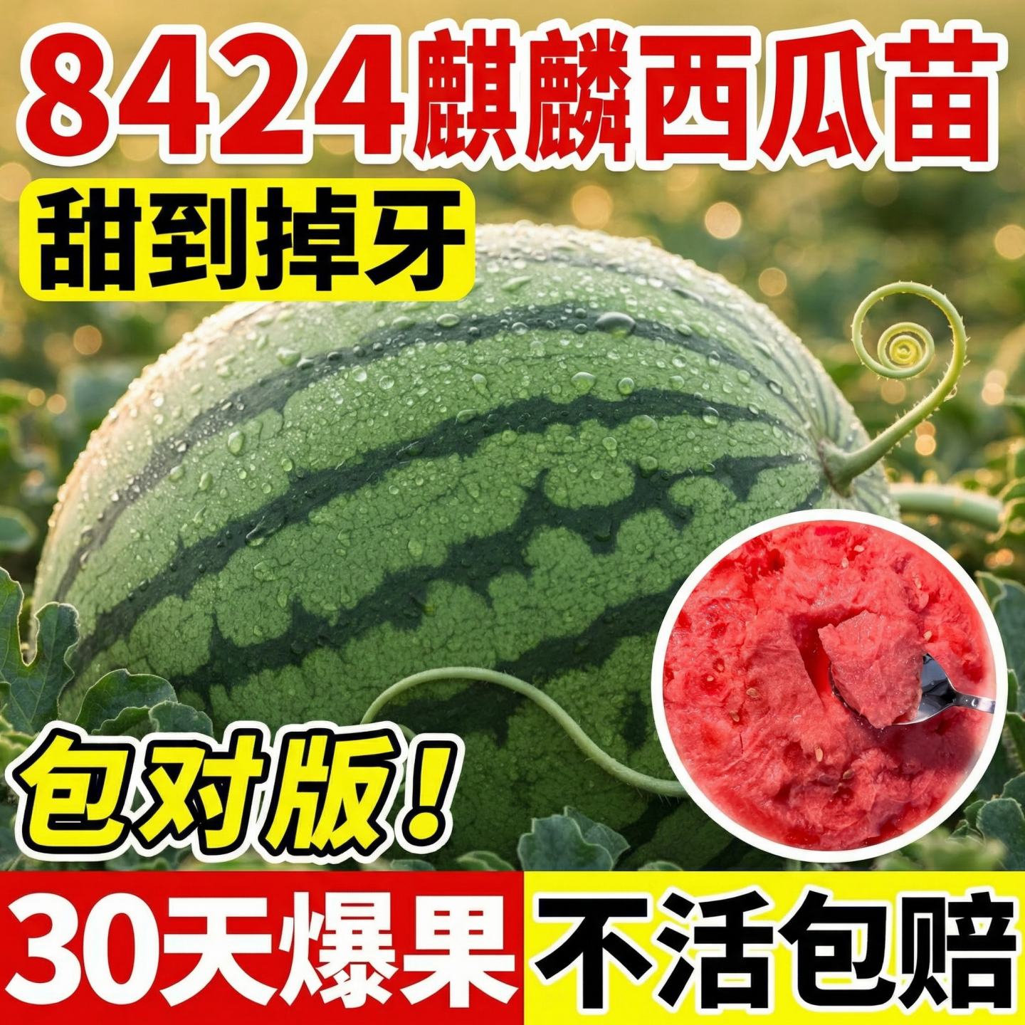 8424麒麟西瓜苗秧嫁接大西瓜盆栽种籽南方无籽西瓜水果蔬菜苗种苗