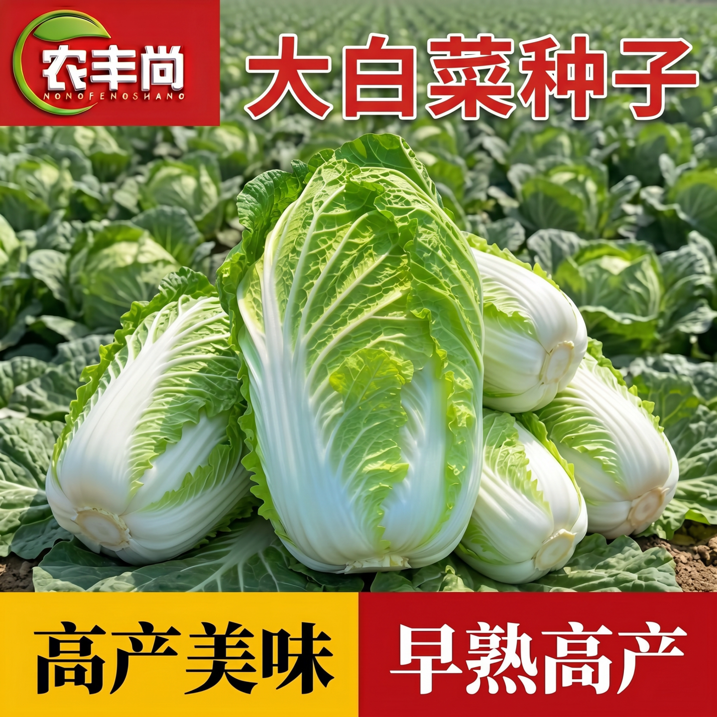 大白菜种子阳台庭院盆栽四季高产