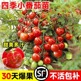 冬季矮生小番茄苗千禧圣女果阳台盆栽苗樱桃西红柿盆栽蔬菜苗大全