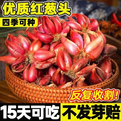 香葱种头小香葱种籽红葱头阳台庭