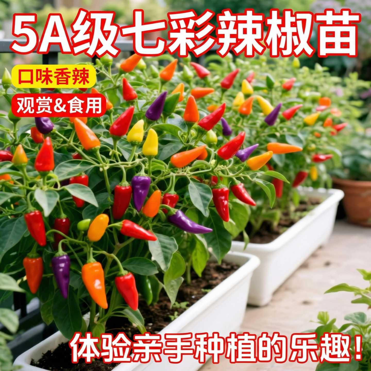 七彩辣椒苗四季高产辣椒秧苗种子五彩泡椒苗食用观赏椒苗蔬菜苗秧