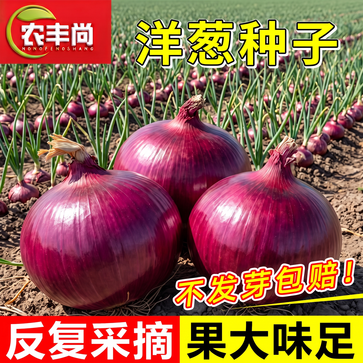 洋葱种子四季高产甜脆耐热耐寒庭院阳台盆栽可生吃水果洋葱籽种子