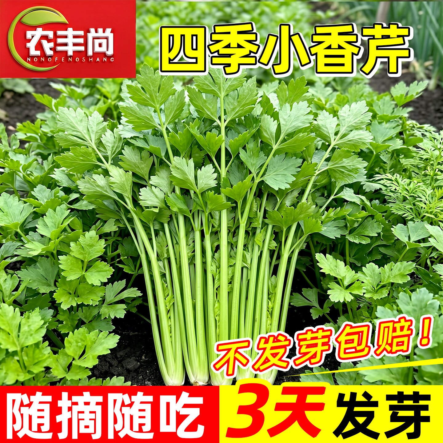 芹菜种子四季小香芹菜籽种大全