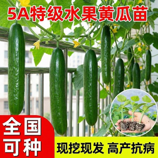 水果黄瓜秧苗阳台室内盆栽旱黄瓜苗密刺黄瓜苗各种带土瓜果蔬菜苗