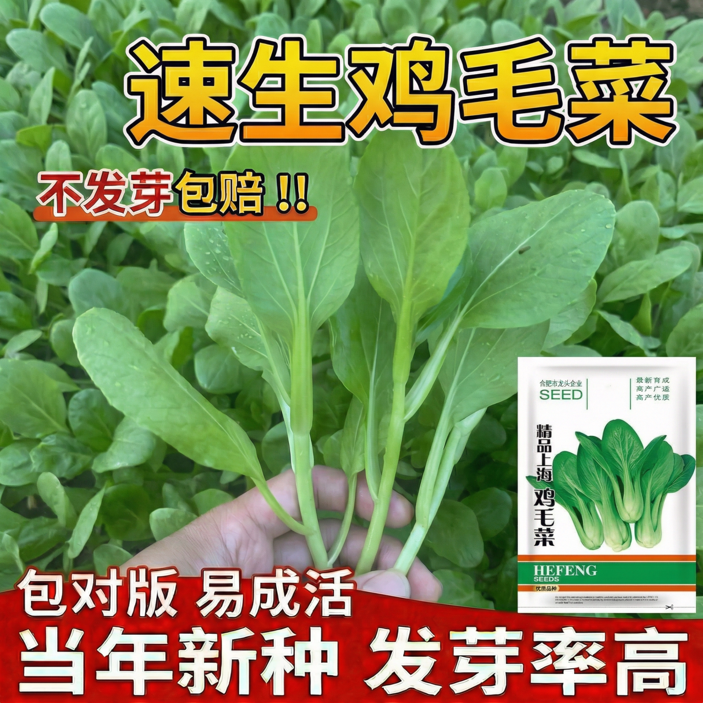 鸡毛菜种子春季种植速生小青菜小白菜上海青种籽蔬菜种孑大全