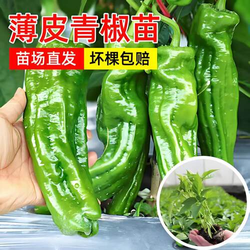 薄皮辣椒苗小米椒朝天椒秧苗大全