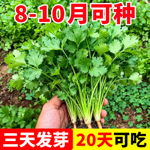 四季小叶香菜种子耐热农家芫荽籽