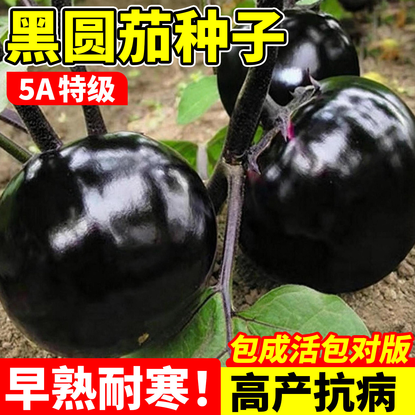 黑圆王茄子种子紫黑色圆茄表皮黑亮肉厚大果高产脆嫩蔬菜种籽大全