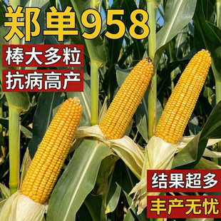郑单958玉米种子早熟杂交大田种植老品种抗倒伏高产饲料玉米种籽