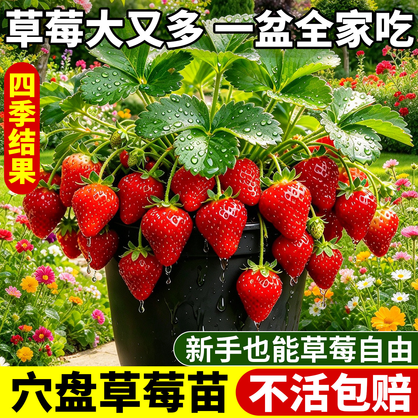 四季草莓苗穴盘苗新苗盆栽带土隋珠红颜四季结果阳台种植果蔬苗秧