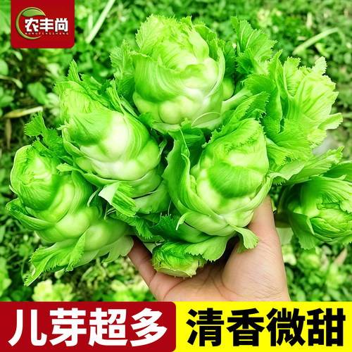 儿菜种子新种四川多侧枝抱子菜籽