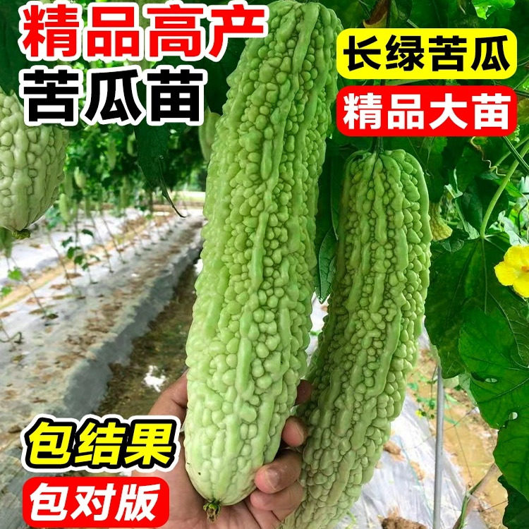 长绿苦瓜苗苦瓜种籽苗子秧大全苹果白玉苦瓜种子四季阳台蔬菜种孑