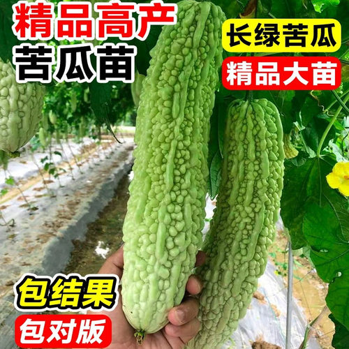 长绿苦瓜苗白玉苦瓜苗苹果苦秧苗