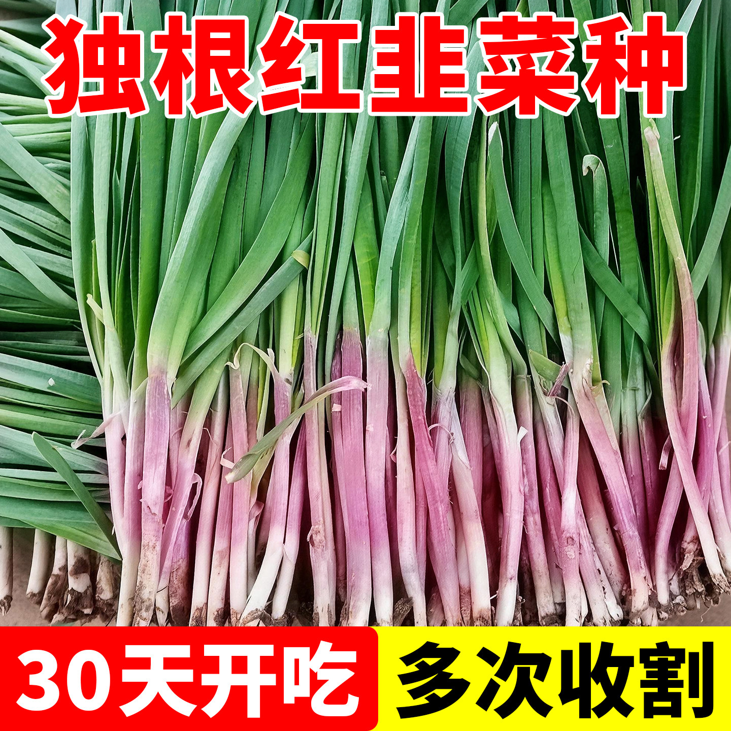 独根红韭菜种子春夏秋季耐热耐寒高产老品种宽叶独根红韭菜籽种籽