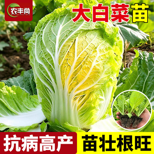 大白菜苗秧有机带土蔬菜秧苗正宗