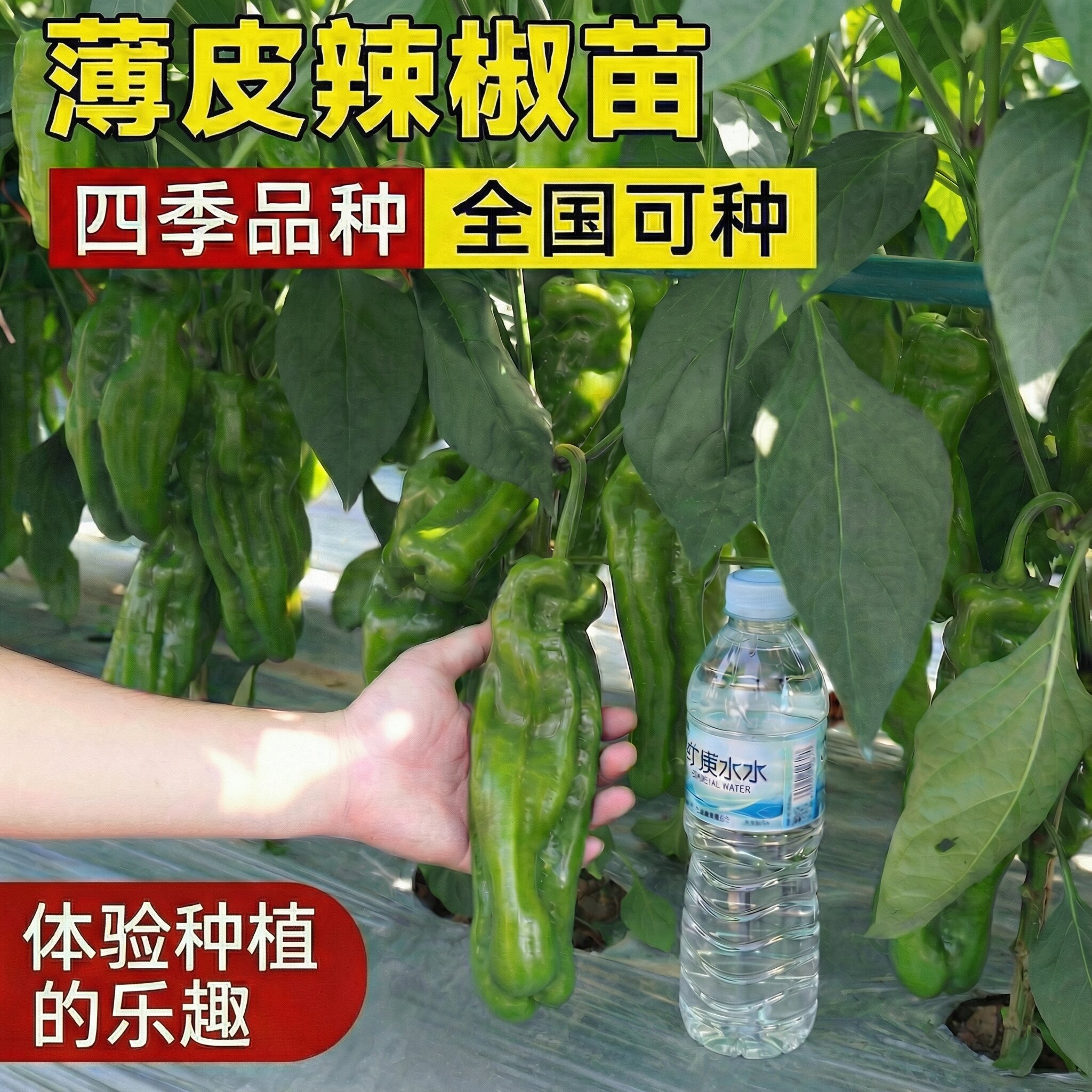 薄皮辣椒苗高产四季长线椒螺丝椒图片