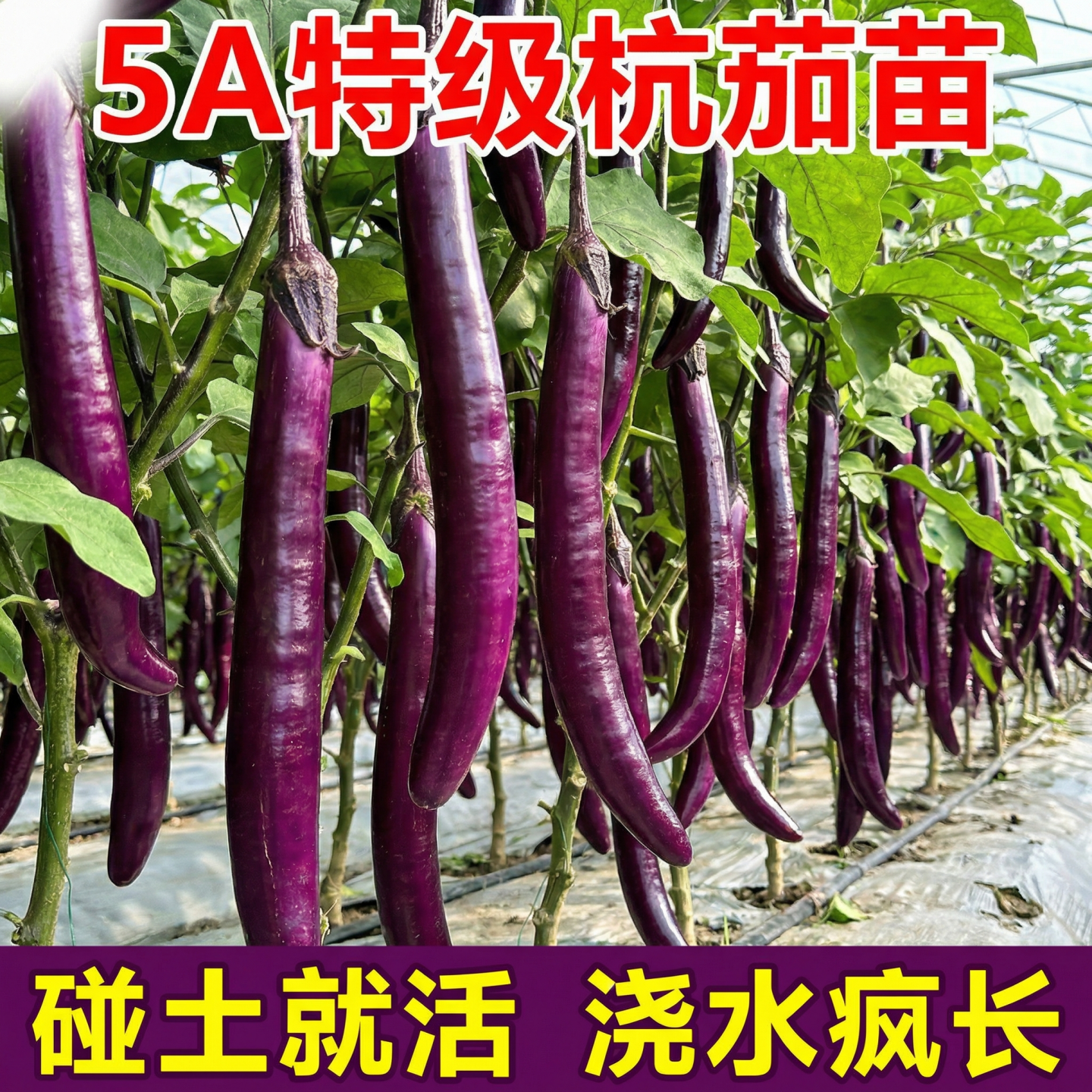线茄苗秧四季种植高产抗病杭茄一号种子种苗紫长茄黑长茄蔬菜秧苗