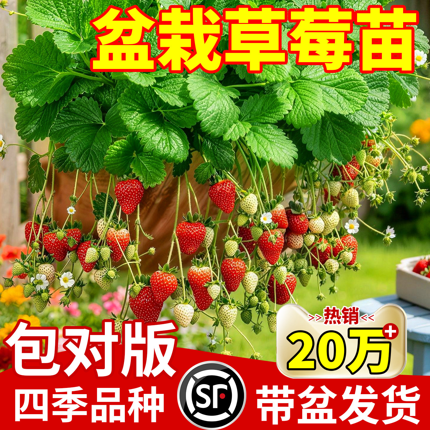 红颜草莓苗秧苗优质盆栽苗当年结果新苗带土果苗可食用水果草莓苗