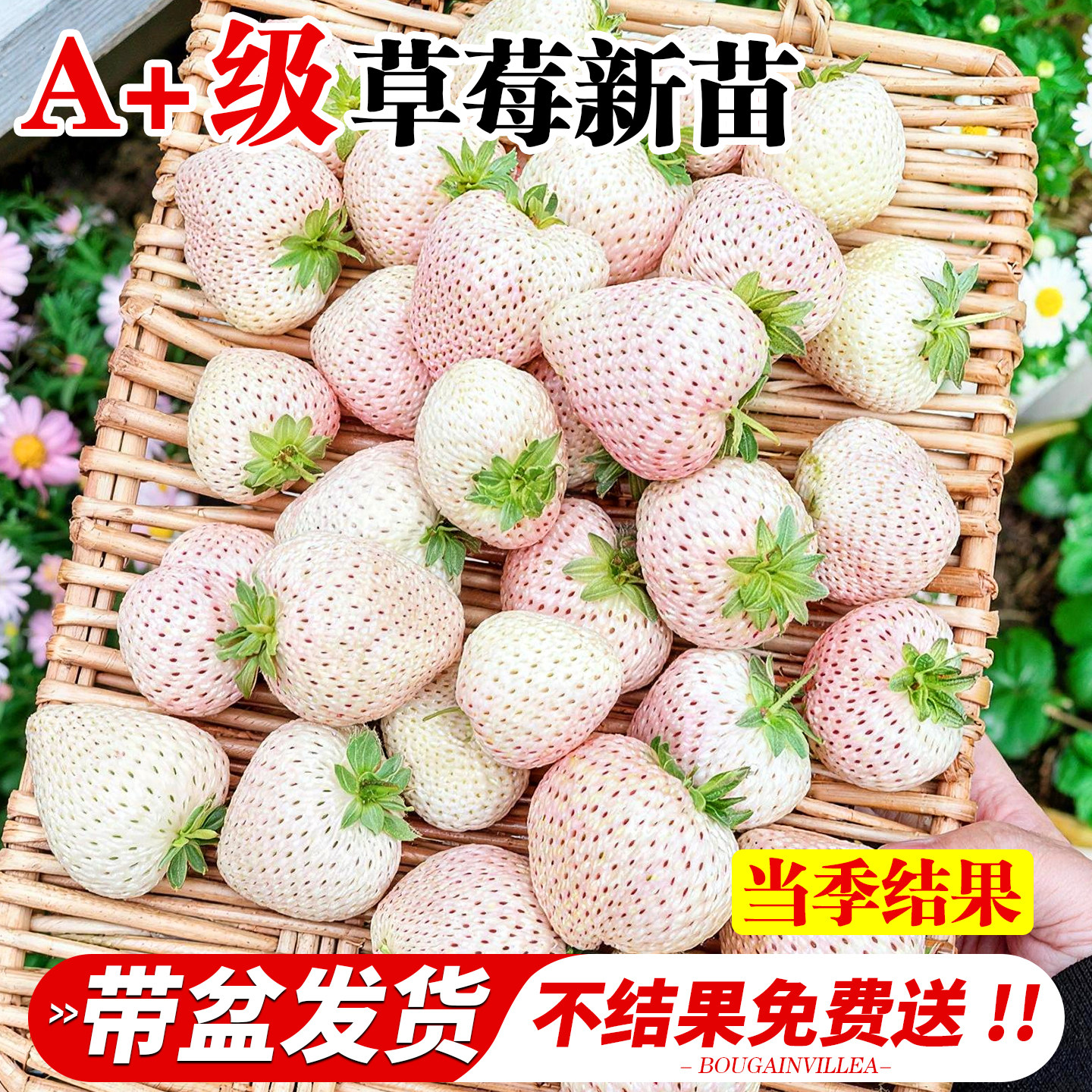 白草莓苗盆栽秧苗四季结果早熟阳台种植高产优质建德白露草莓秧苗