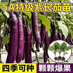 紫长茄秧苗四季种植各种瓜果蔬菜苗种子老品种嫁接高产茄子苗带土