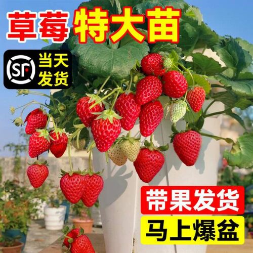 带花带果草莓苗带盆带土四季结果