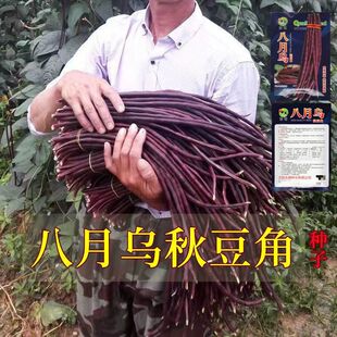 八月乌秋豆角种子十月红上架爬藤高产紫红豇豆籽春秋四季蔬菜种子