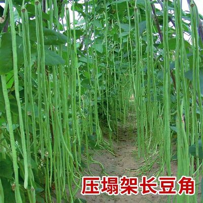 小五叶干枝梅特长豆角种子