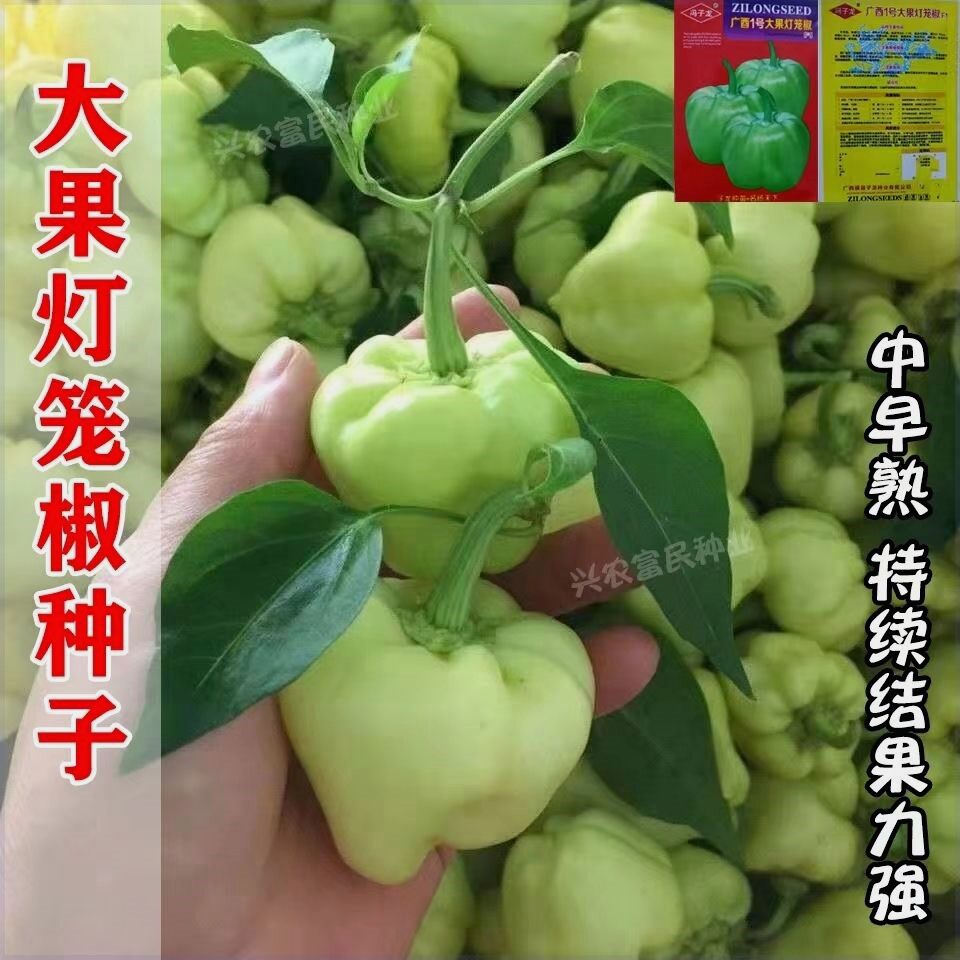 广西1号杂交大果灯笼椒种子中早熟泡椒辣椒种子果肉甜脆四季播种