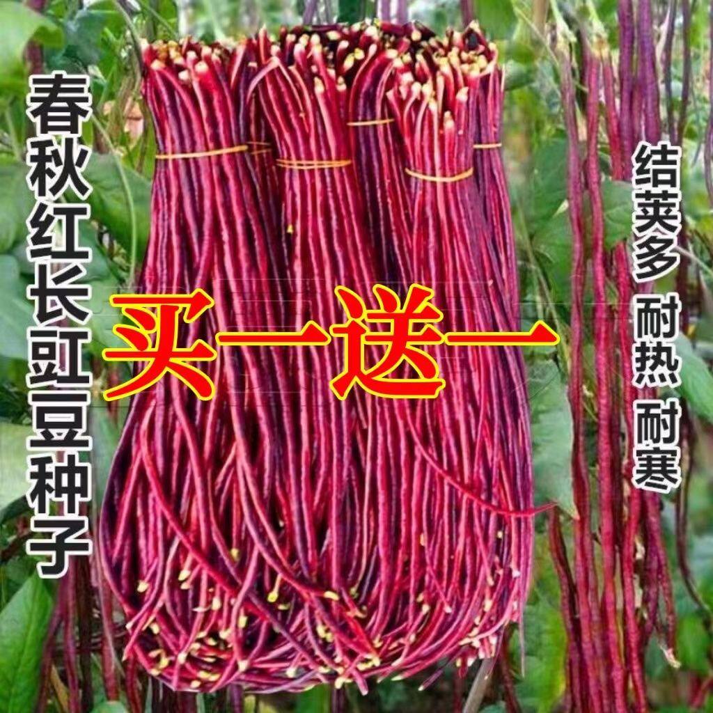 春秋红豆角种子紫色长豆角长豇豆高产耐热耐寒豇豆籽四季豆籽