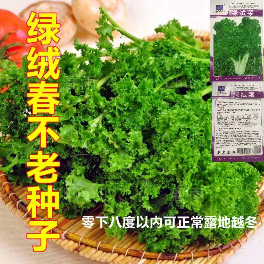 真好吃绿绒菜春不老花菜籽花叶苔菜耐寒纤维少秋冬季蔬菜
