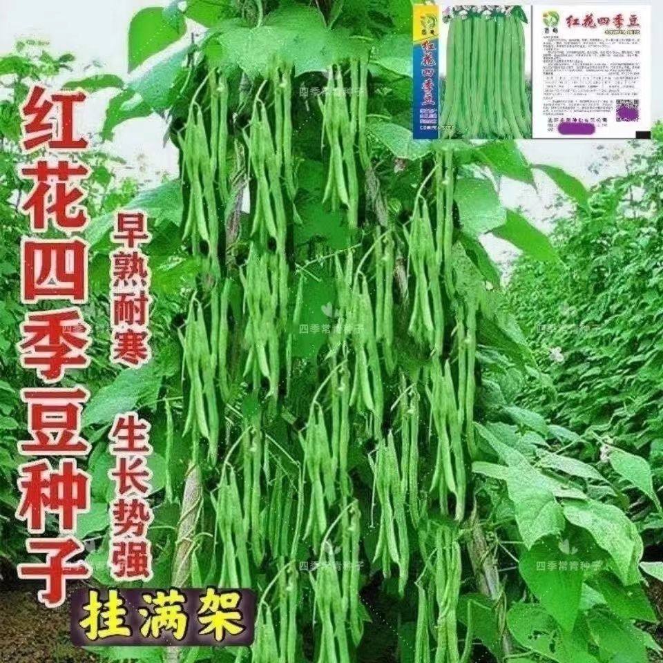 红花白荚四季豆种子有架四季豆种子早熟高产春秋高产易种蔬菜种子,鲜花速递/花卉仿真/绿植园艺,家庭园艺种子,淘宝优惠券,粉丝福利购,淘宝优惠卷