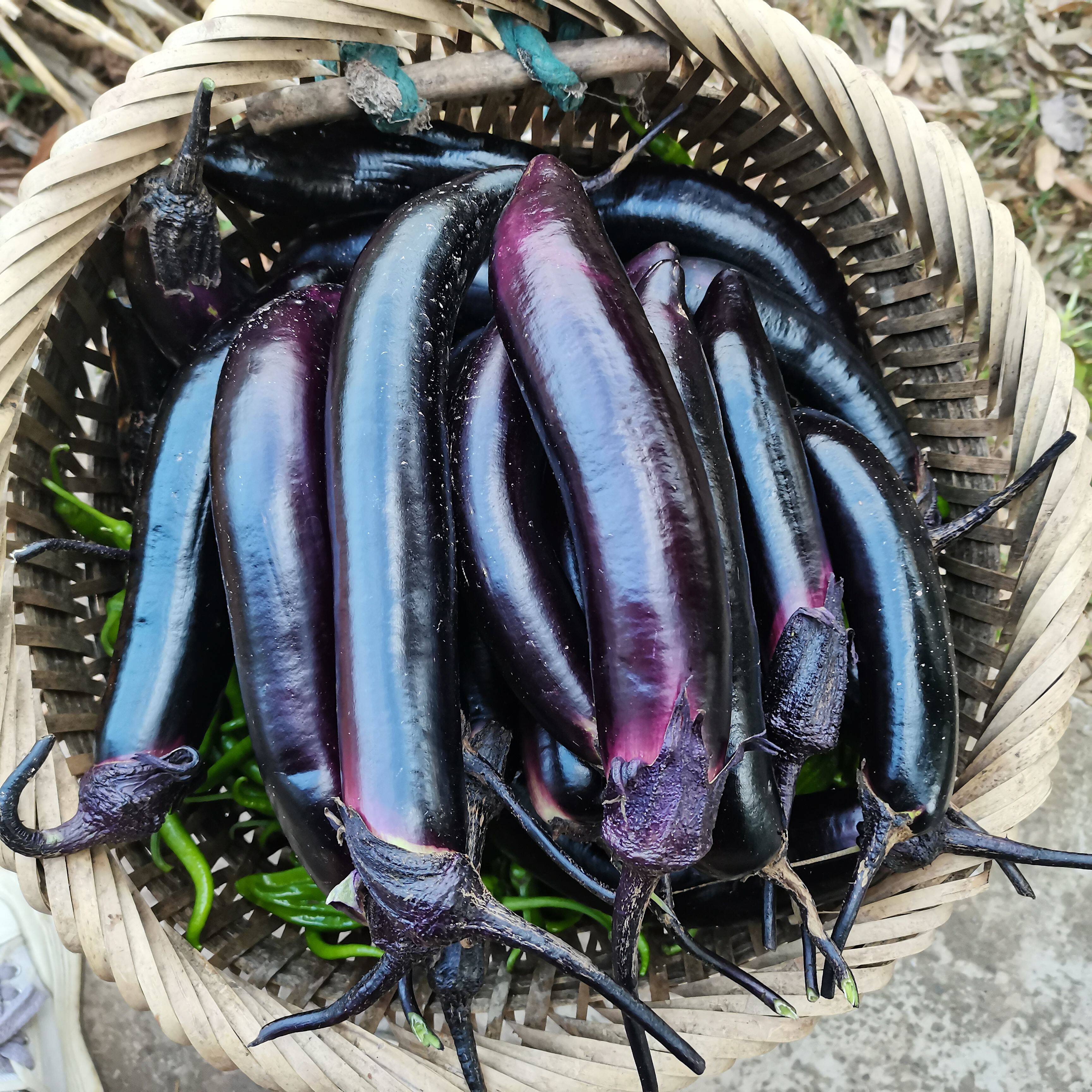 农家自种烧烤长茄子紫茄子