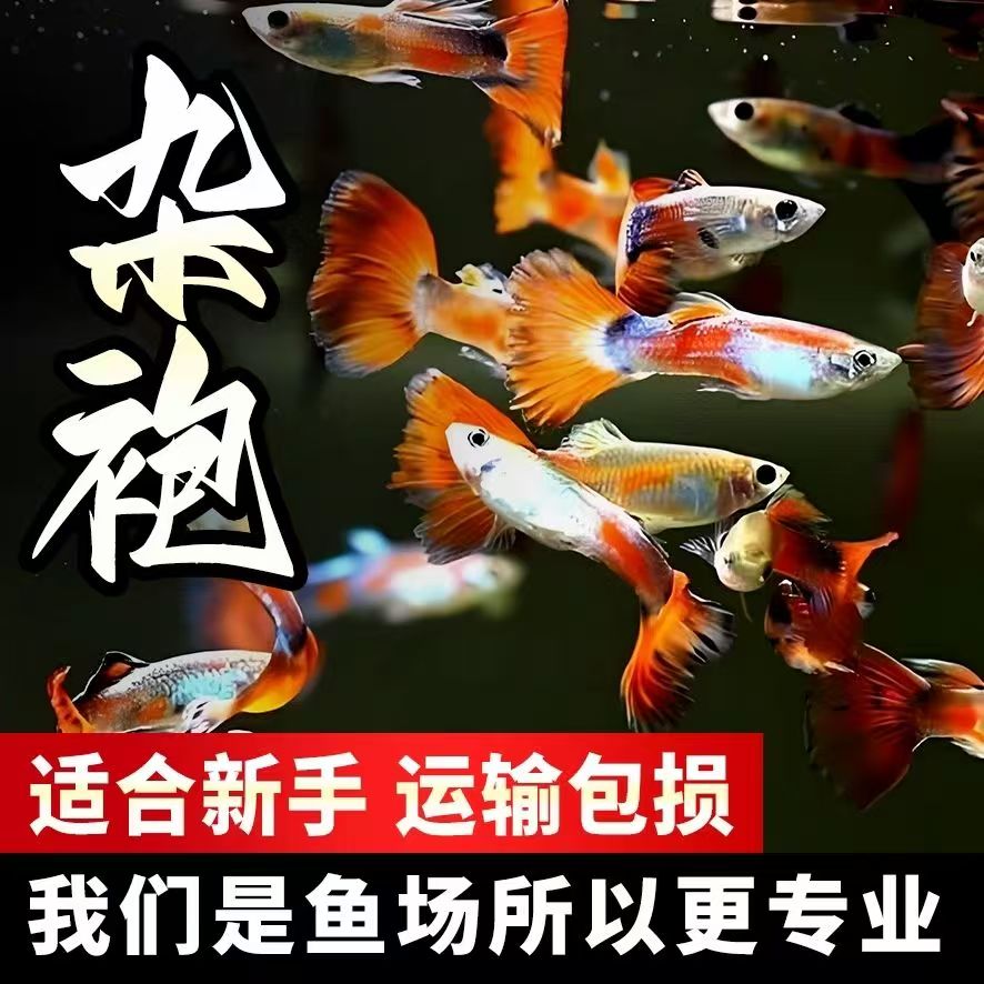 杂袍孔雀鱼新手练手好养耐活小型热带淡水凤尾鱼好看观赏胎生斑马